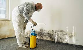 Mold Documentation for Insurance Claims in Maugansville, MD